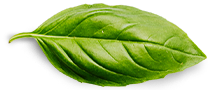 operations basil leaf