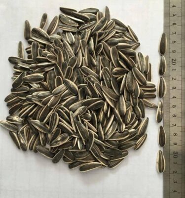 sunflower seeds (helianthus annuus)